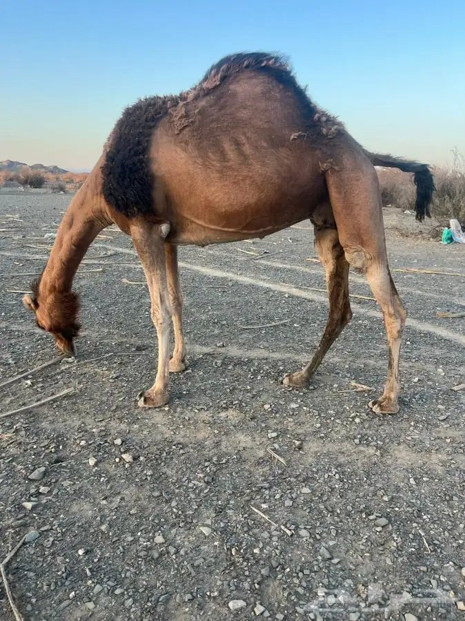 للبيع ناقه لقحه 14