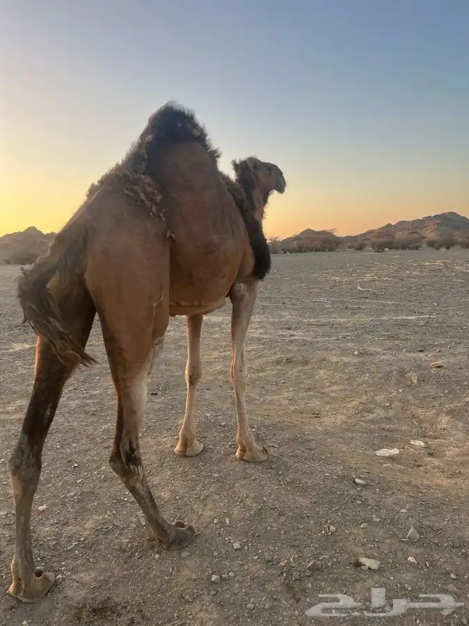 للبيع ناقه لقحه 3