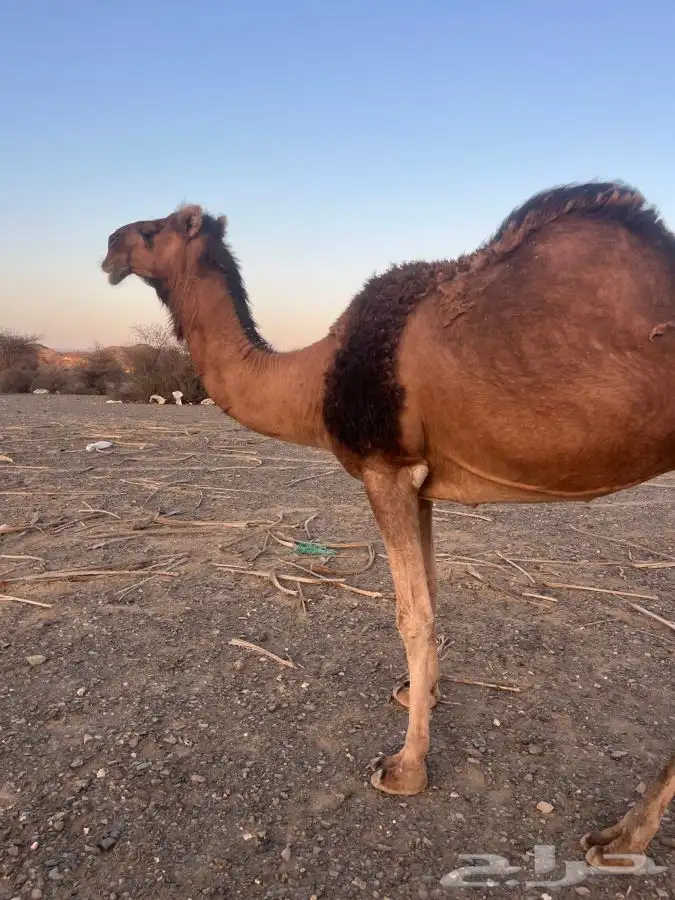 للبيع ناقه لقحه 8