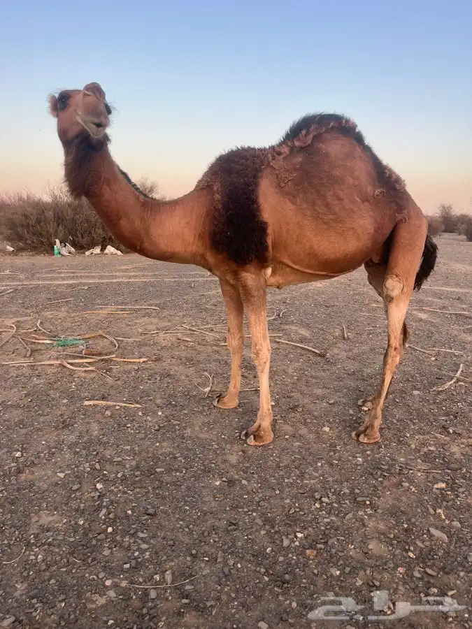 للبيع ناقه لقحه 6