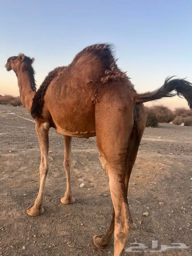 للبيع ناقه لقحه 4