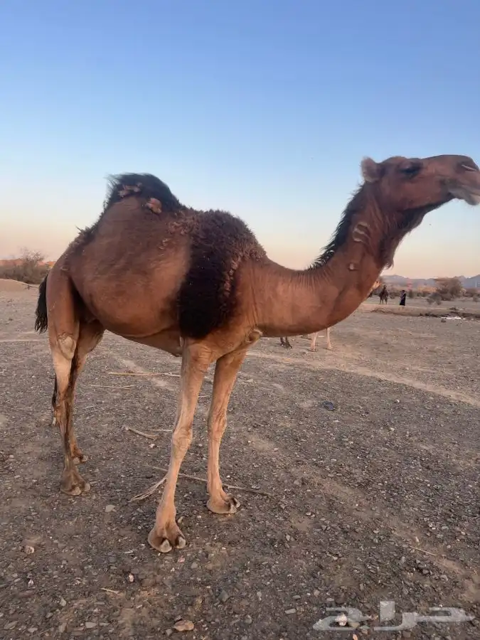 للبيع ناقه لقحه 11