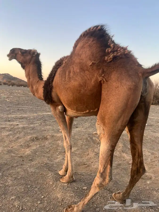 للبيع ناقه لقحه 1