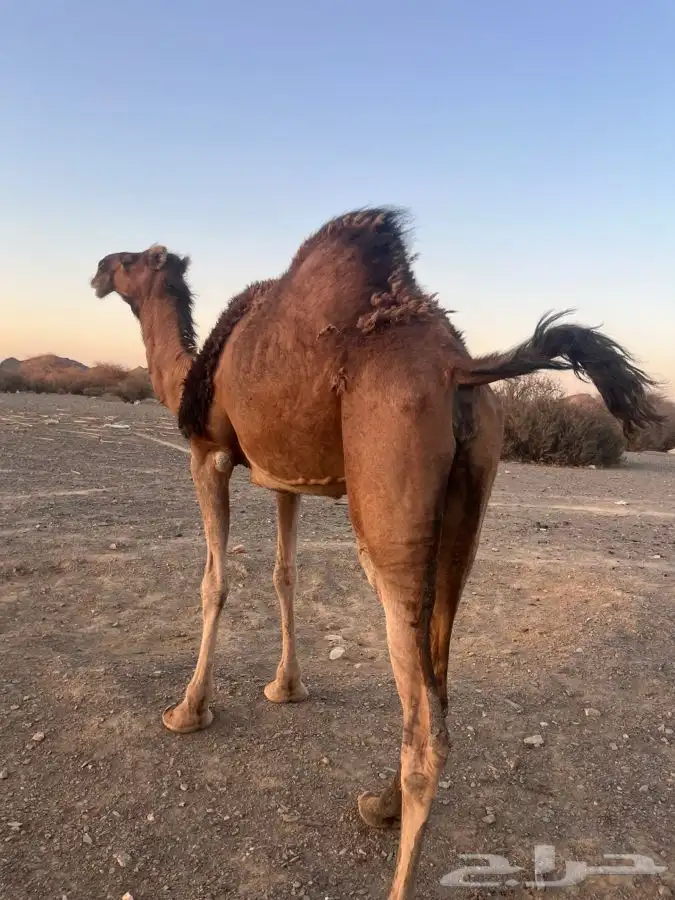 للبيع ناقه لقحه 5