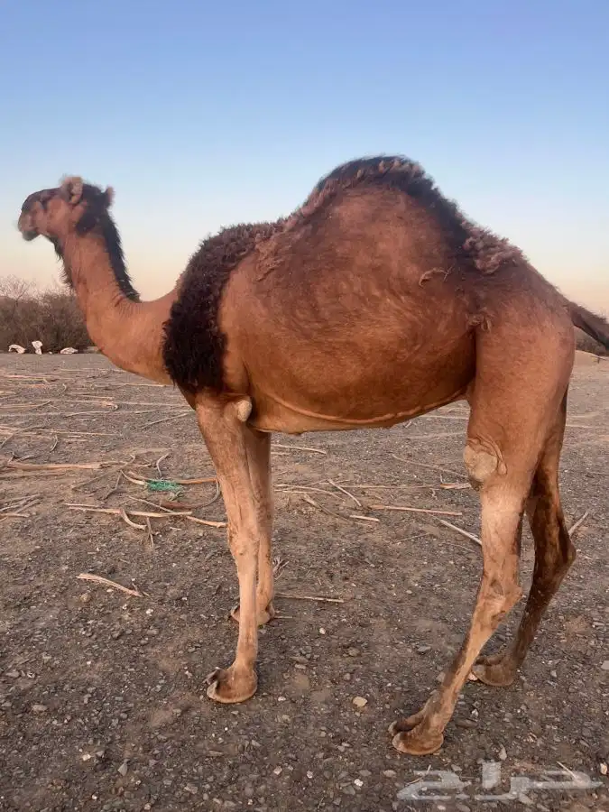 للبيع ناقه لقحه 7