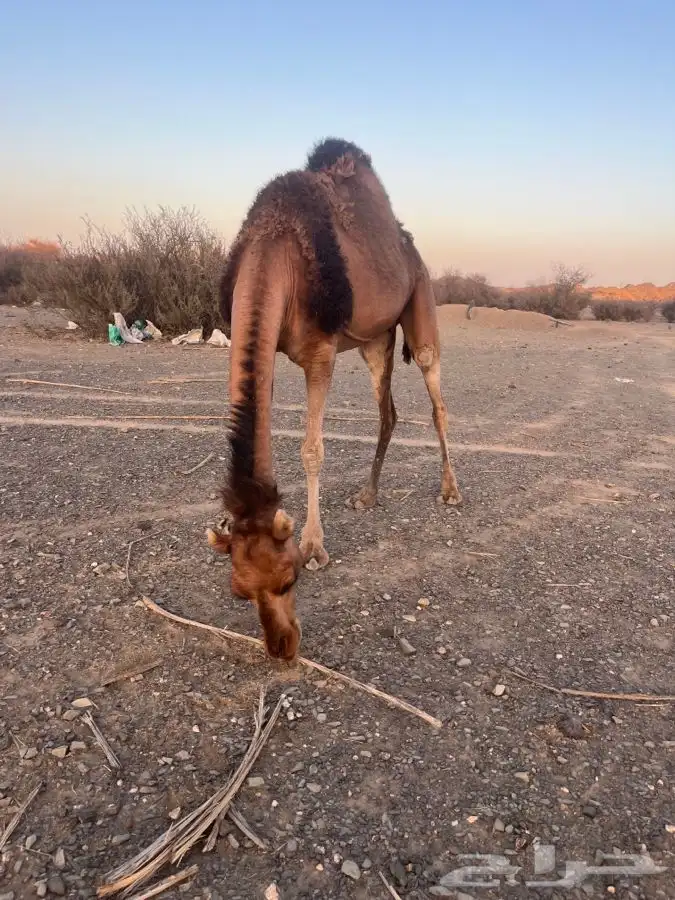 للبيع ناقه لقحه 13