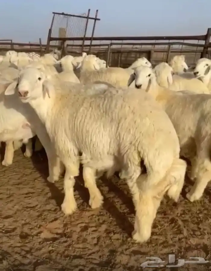 طليان حري مناسبات ومصلخ بلموقع 1