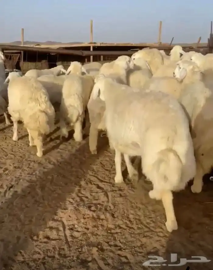 طليان حري مناسبات ومصلخ بلموقع 0
