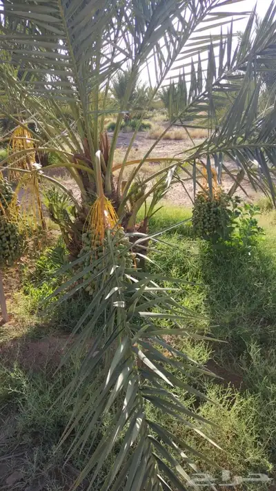 نخل سكري وخلاص القصيم 1