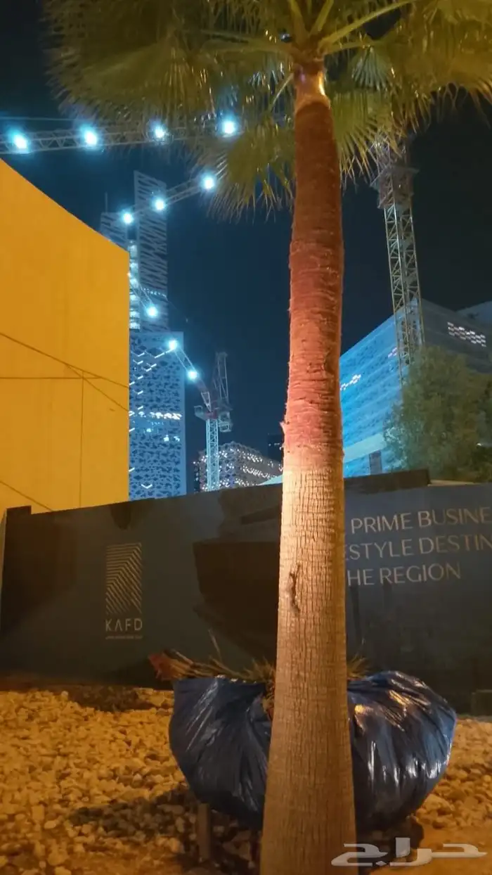 تنظيف نخل واشنطني 0