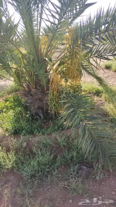 نخل سكري وخلاص القصيم 2