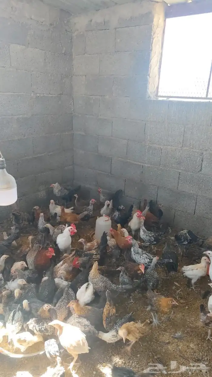 ديوك ودجاج بلدي العمر 4 اشهر إلى 5 اشهر الموقع كرا 1