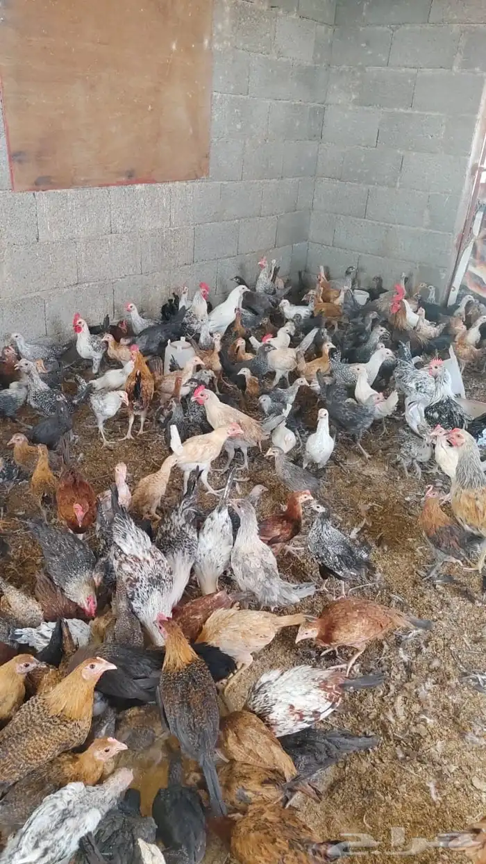 ديوك ودجاج بلدي العمر 4 اشهر إلى 5 اشهر الموقع كرا 2