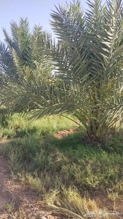 نخل سكري وخلاص القصيم 0