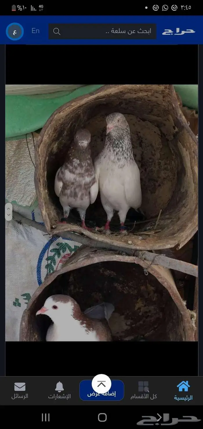 للبيع حمام 0