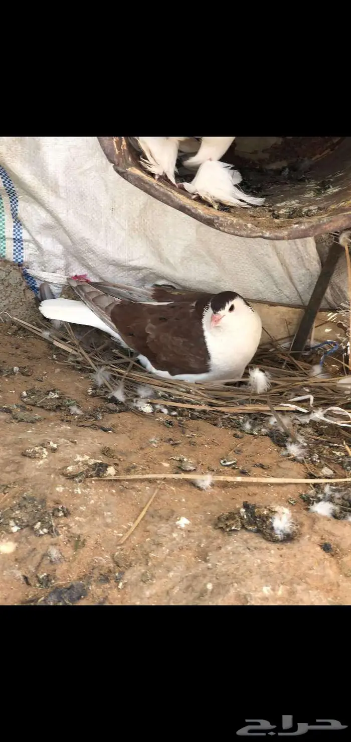للبيع حمام 1