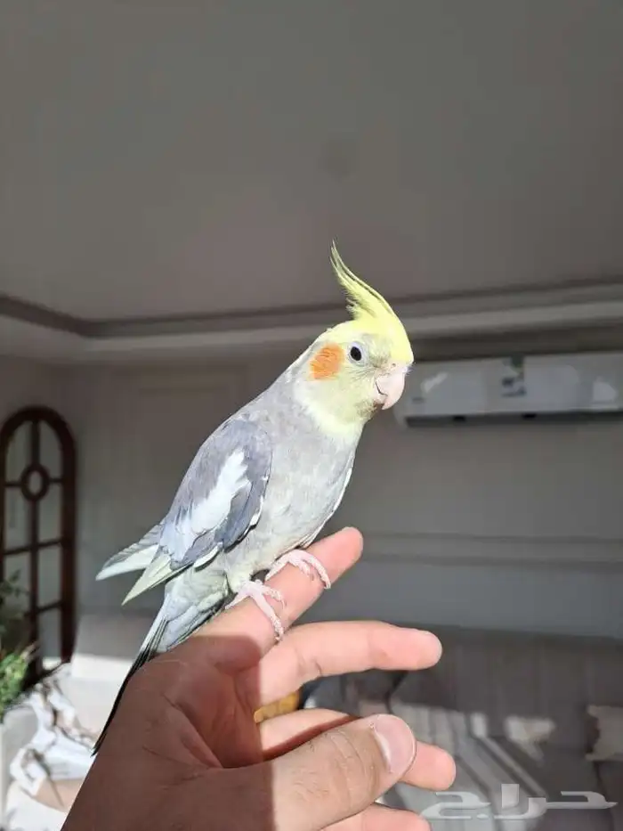 كرونات متكلمه لاتفوتكم 3