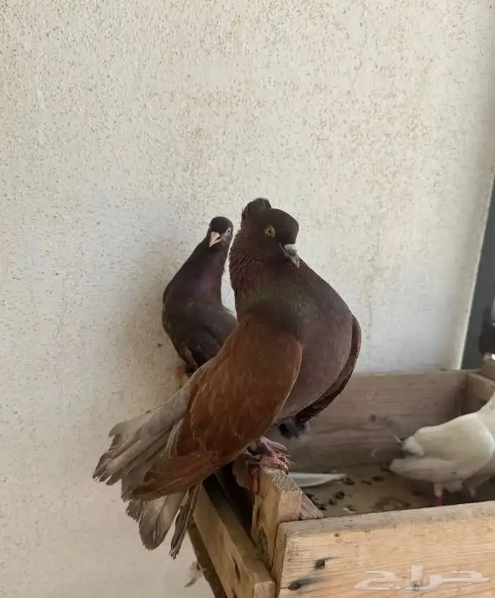 جوز هندي للبيع على سوم 2