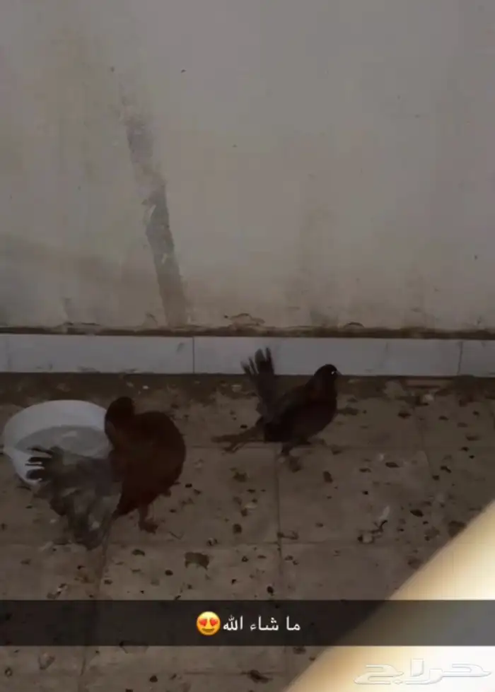 جوز هندي للبيع على سوم 1