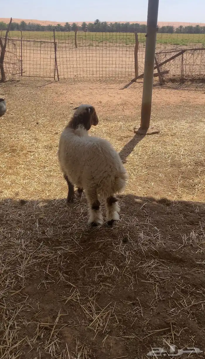 خروف نعيمي 0