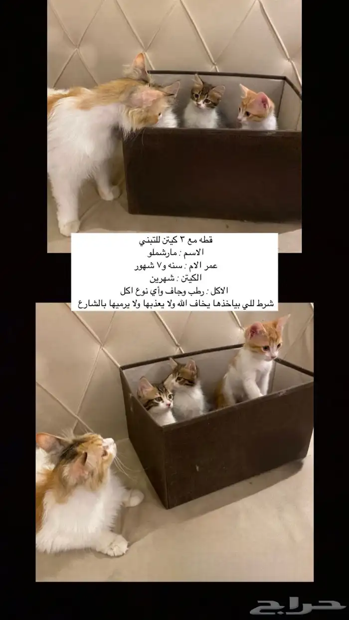 فطط صغيره مع امهم للتبني 2