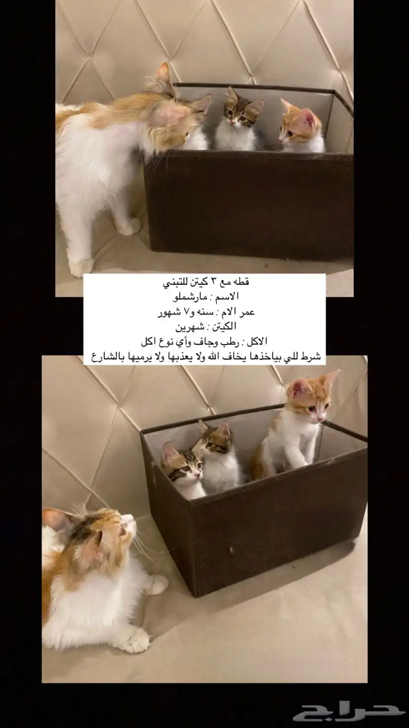 فطط صغيره مع امهم للتبني 2