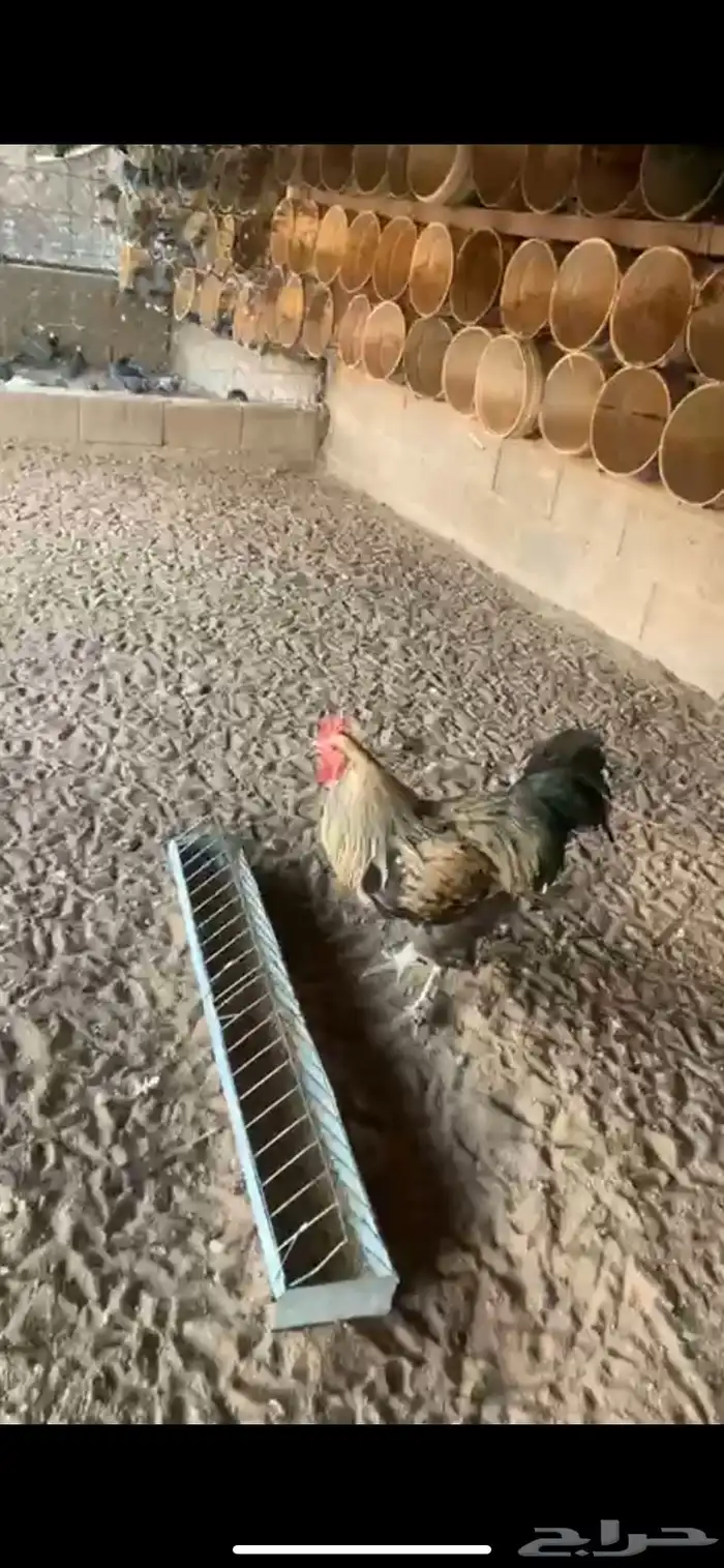 ديكه 0