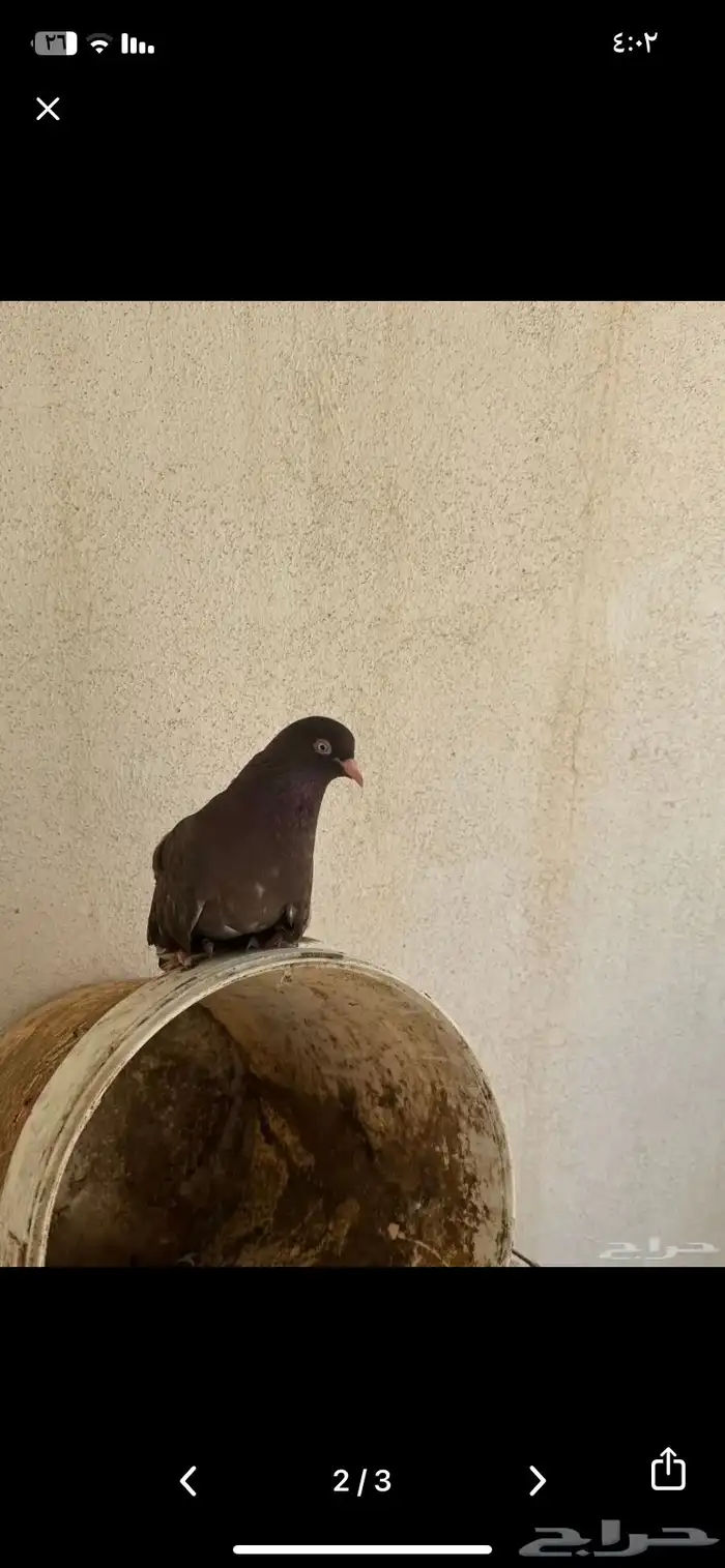 جوز هندي للبيع على سوم 3