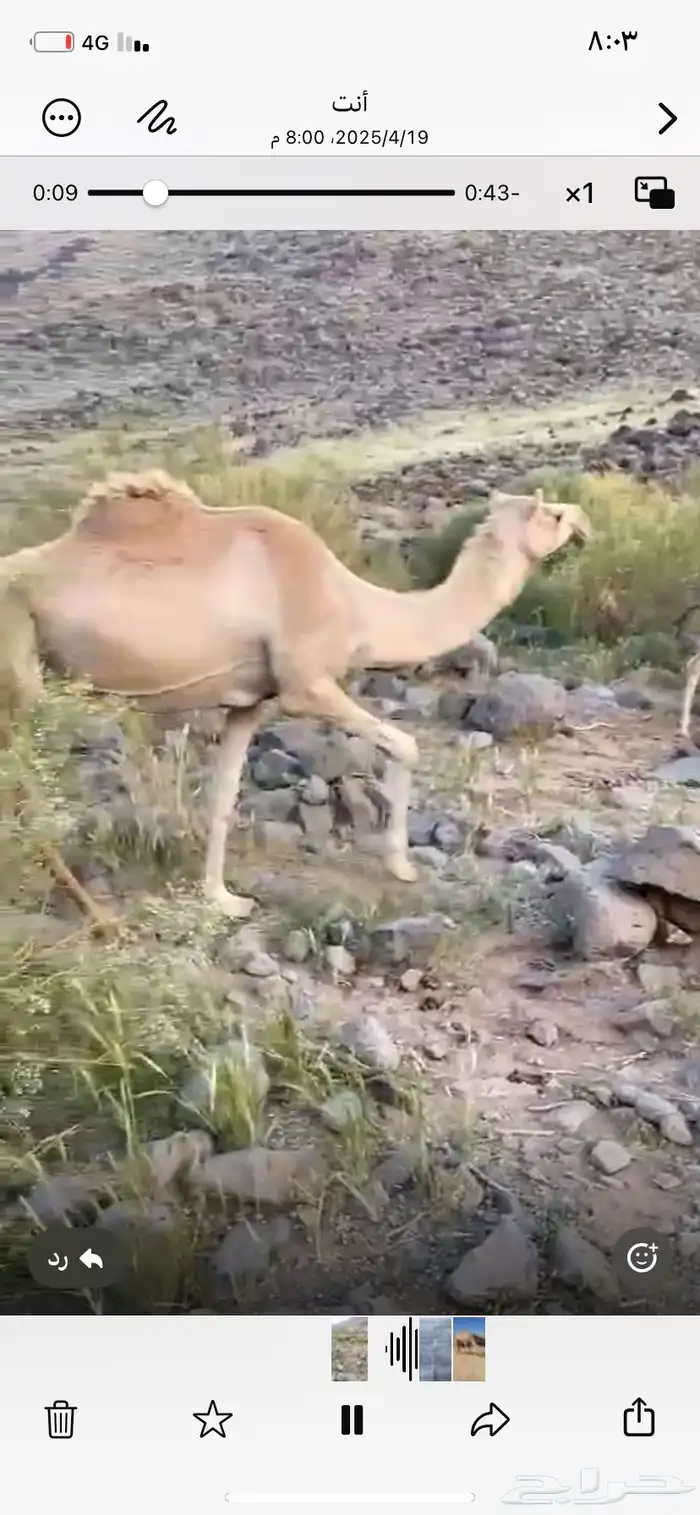 للبيع ناقه حايل جاهز لضراب 1