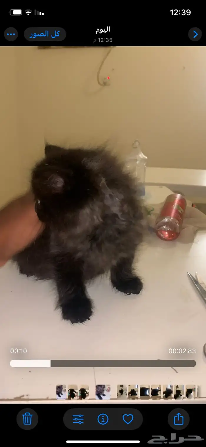 قط ل التبني 2