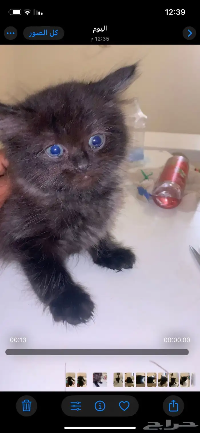 قط ل التبني 1