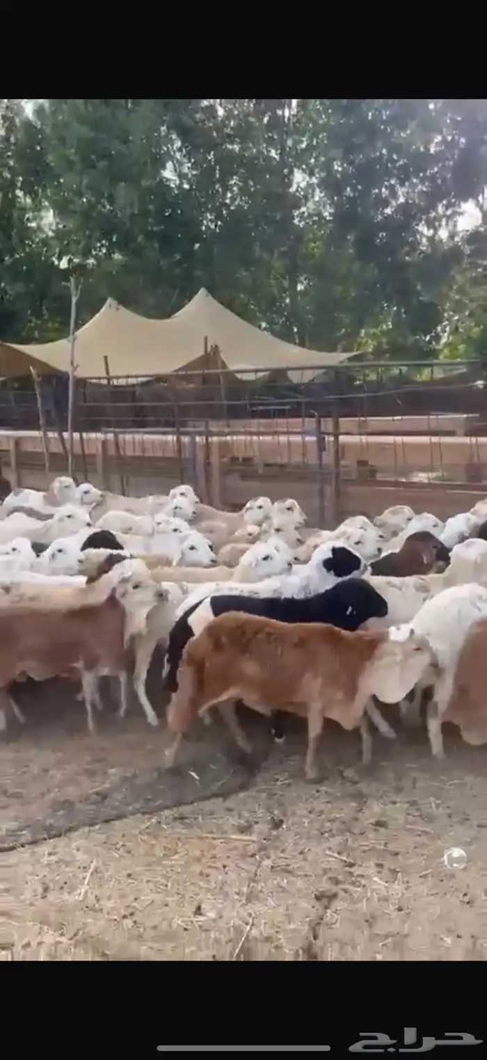 طليان رفيدي حبشي مرابي 10