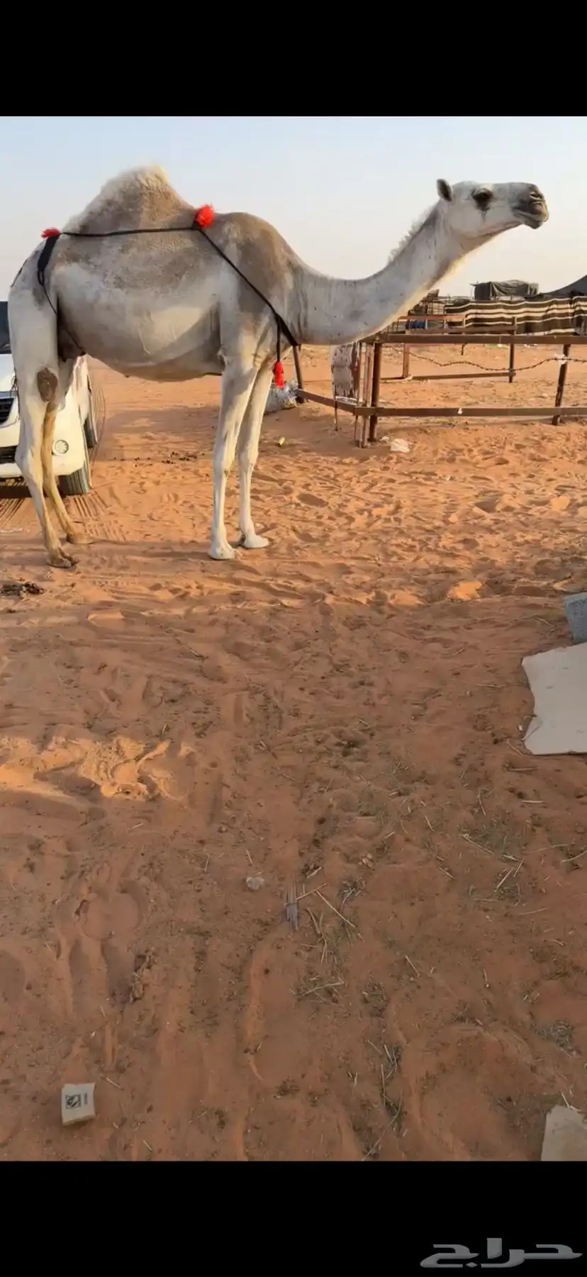 خلفه بكر وضحاء 0