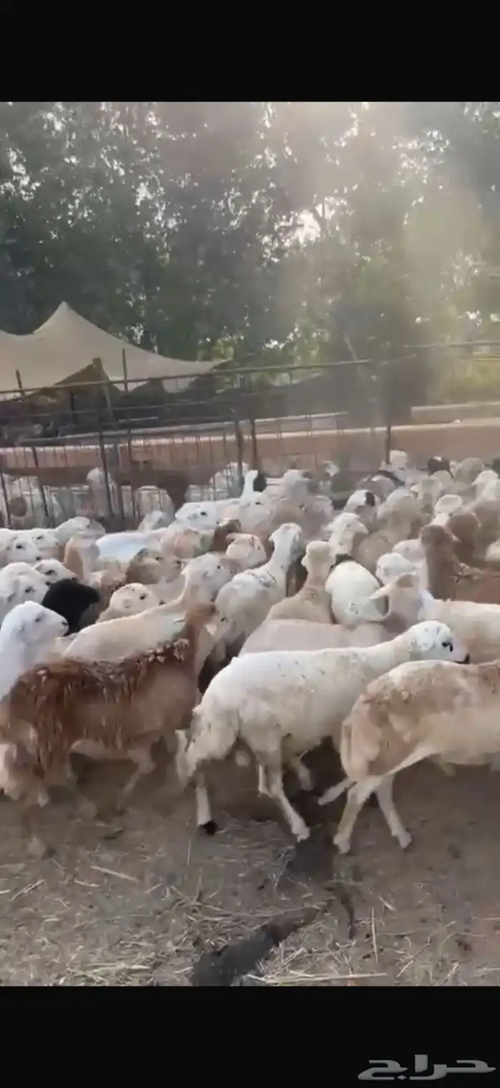 طليان رفيدي حبشي مرابي 3