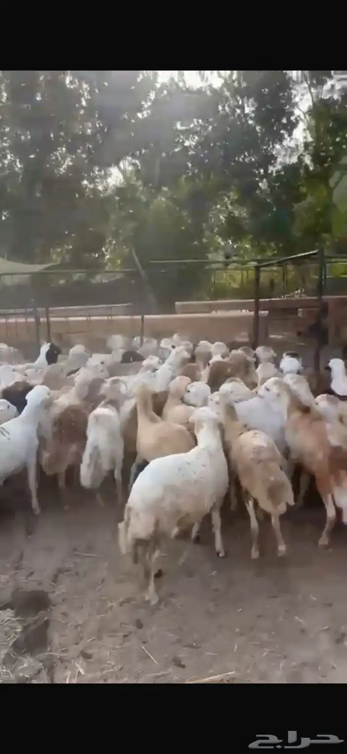 طليان رفيدي حبشي مرابي 4