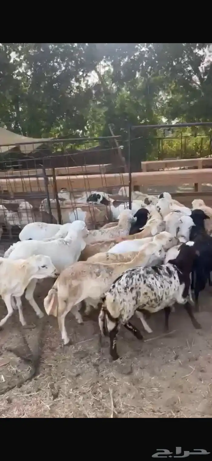 طليان رفيدي حبشي مرابي 0