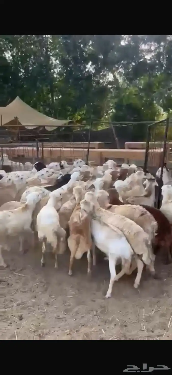طليان رفيدي حبشي مرابي 5