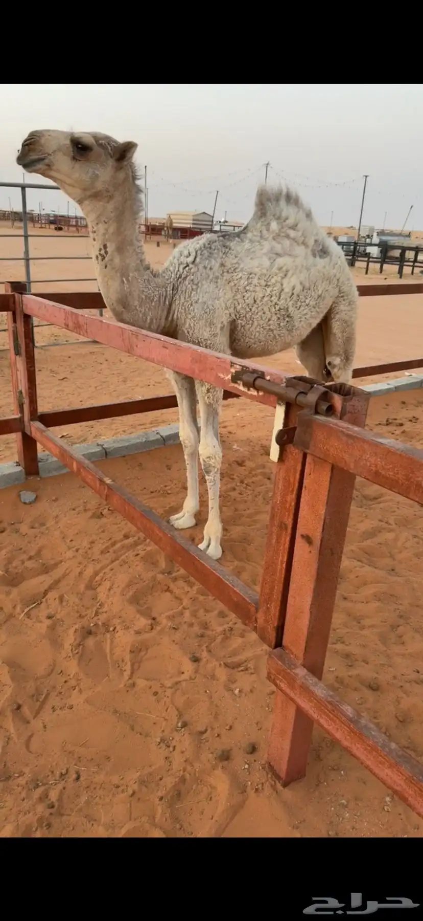 خلفه بكر وضحاء 1