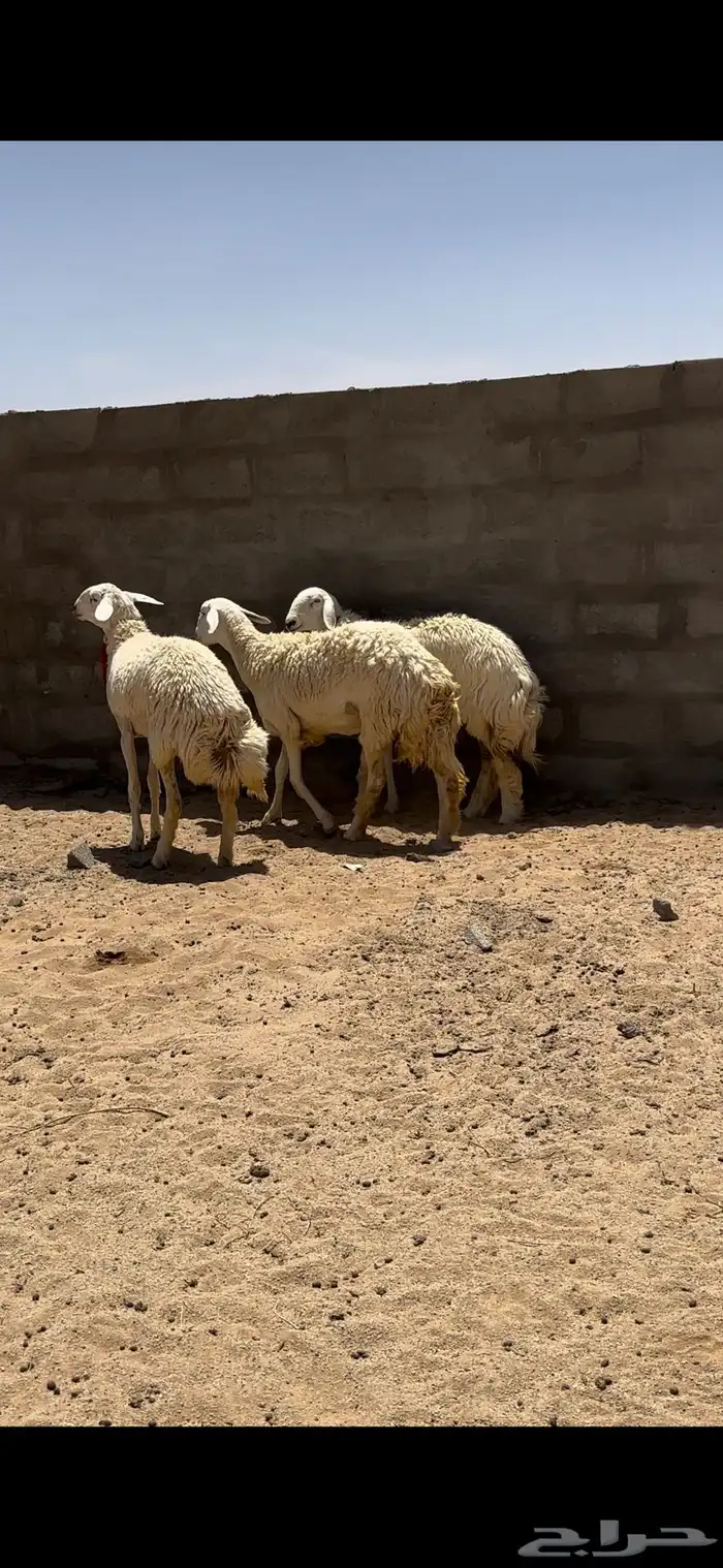رخال صنف 1