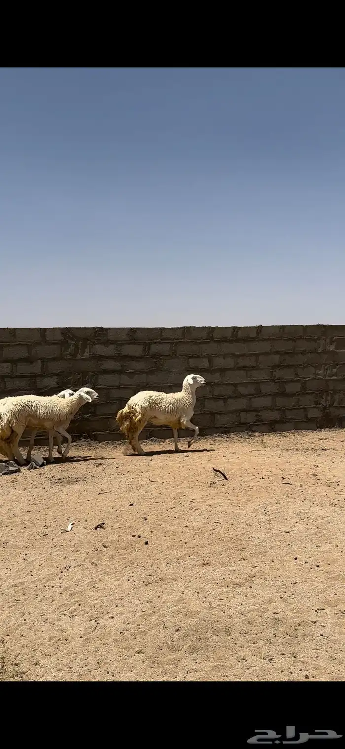 رخال صنف 2