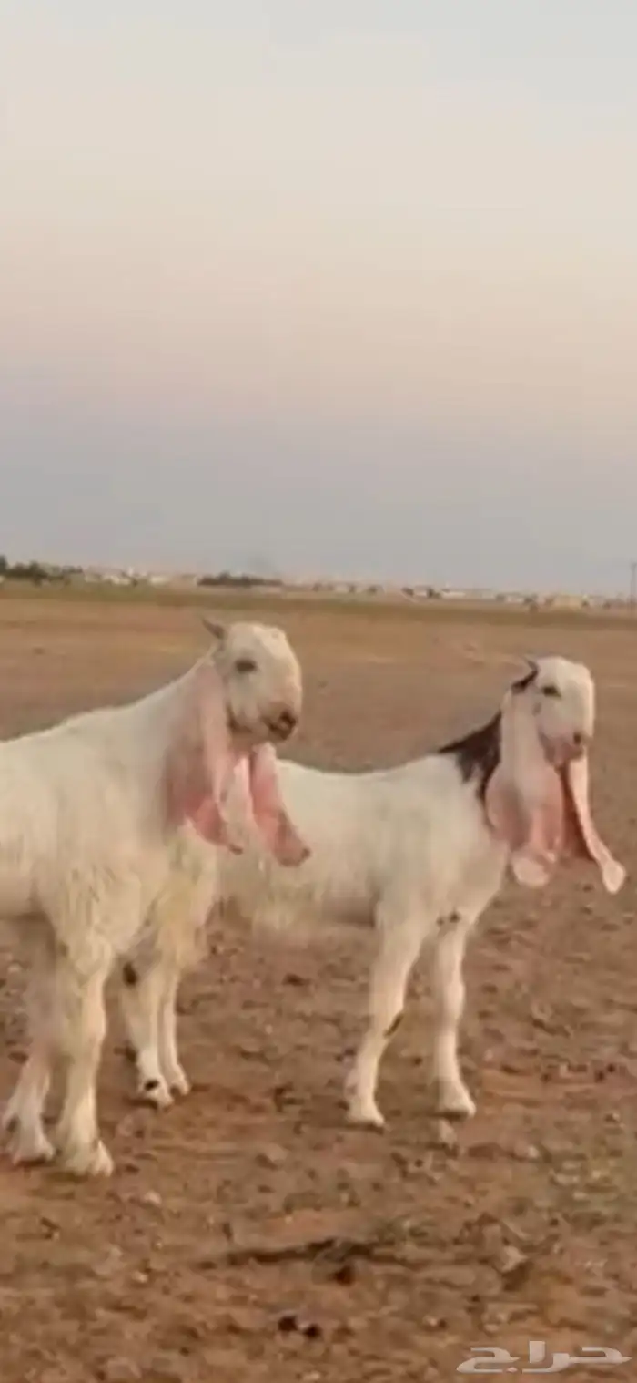 للبيع تيس مشروع فحل خصم وجفره خصم جروم وجبار وروس 1