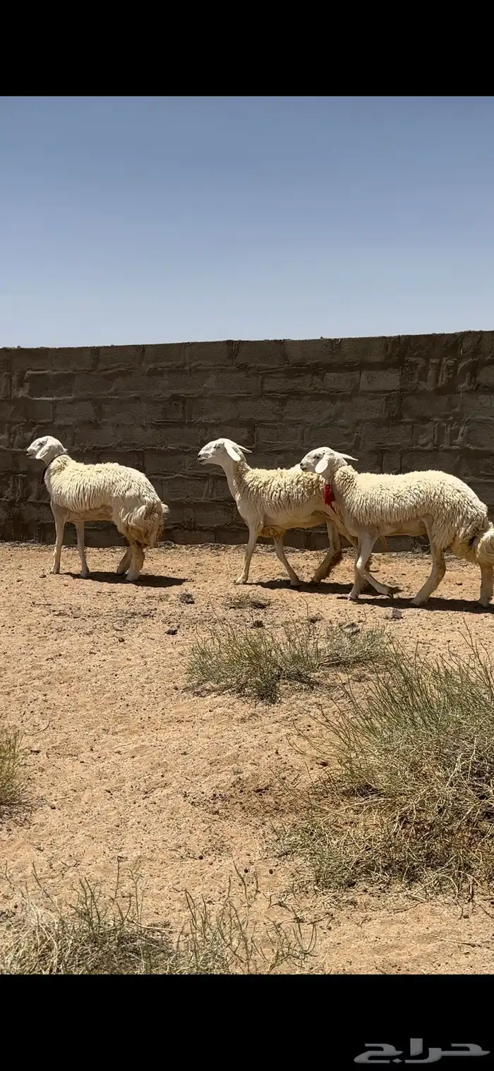 رخال صنف 3
