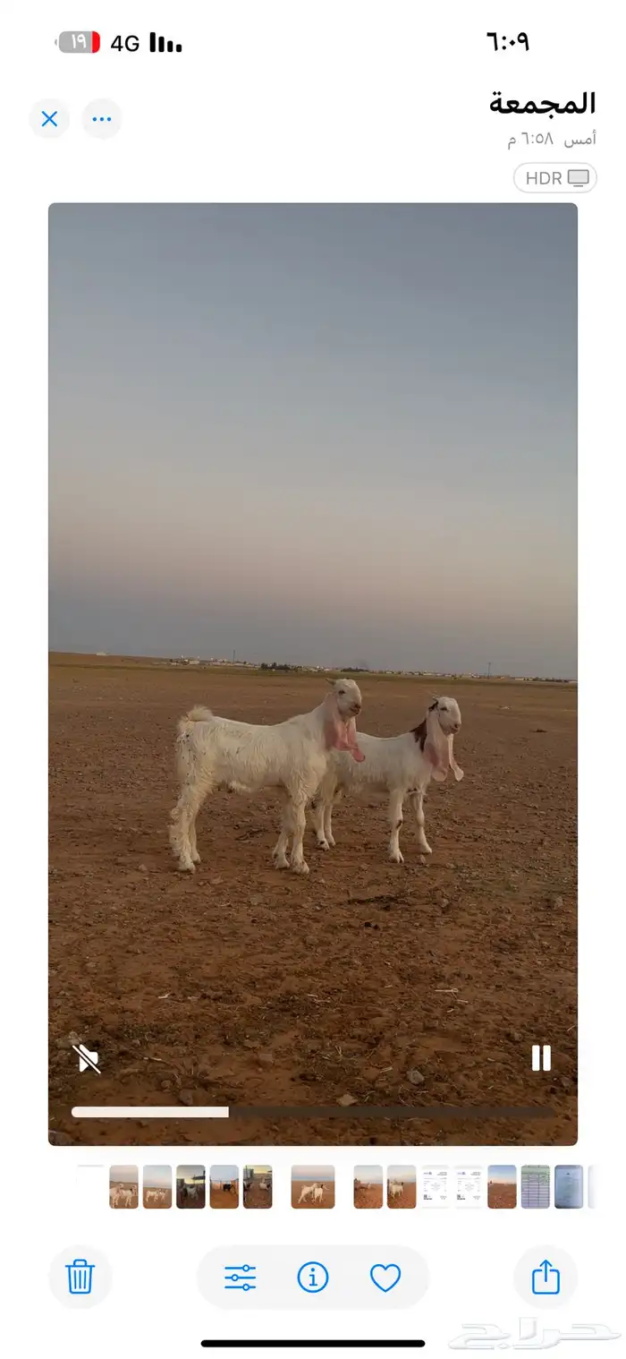 للبيع تيس مشروع فحل خصم وجفره خصم جروم وجبار وروس 3