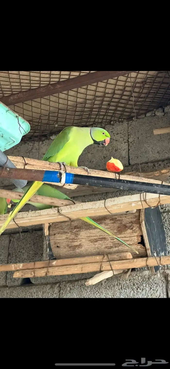 ببغاء 0