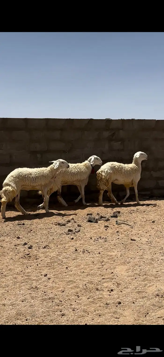 رخال صنف 9