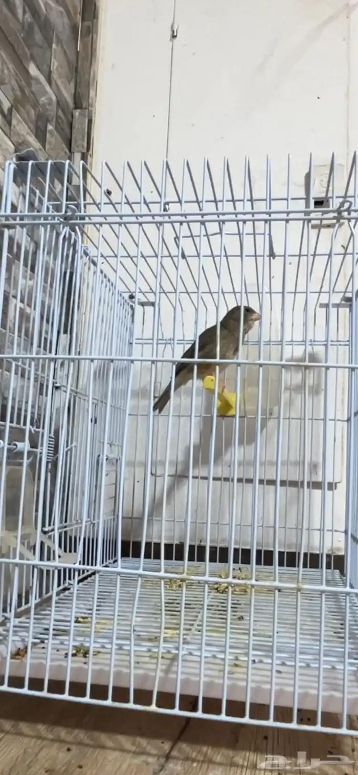 ماشاءالله ذكر ياسمين تغريد 0