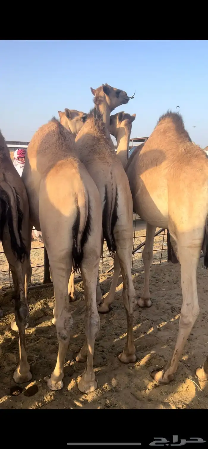 قعدان زواجات ومبادي شي كفو ومشروط 2