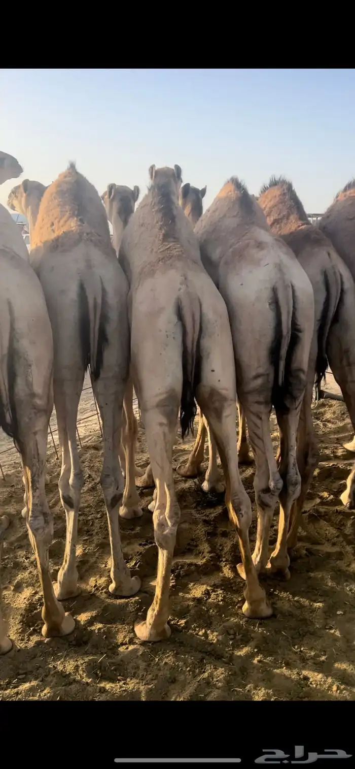 قعدان زواجات ومبادي شي كفو ومشروط 4