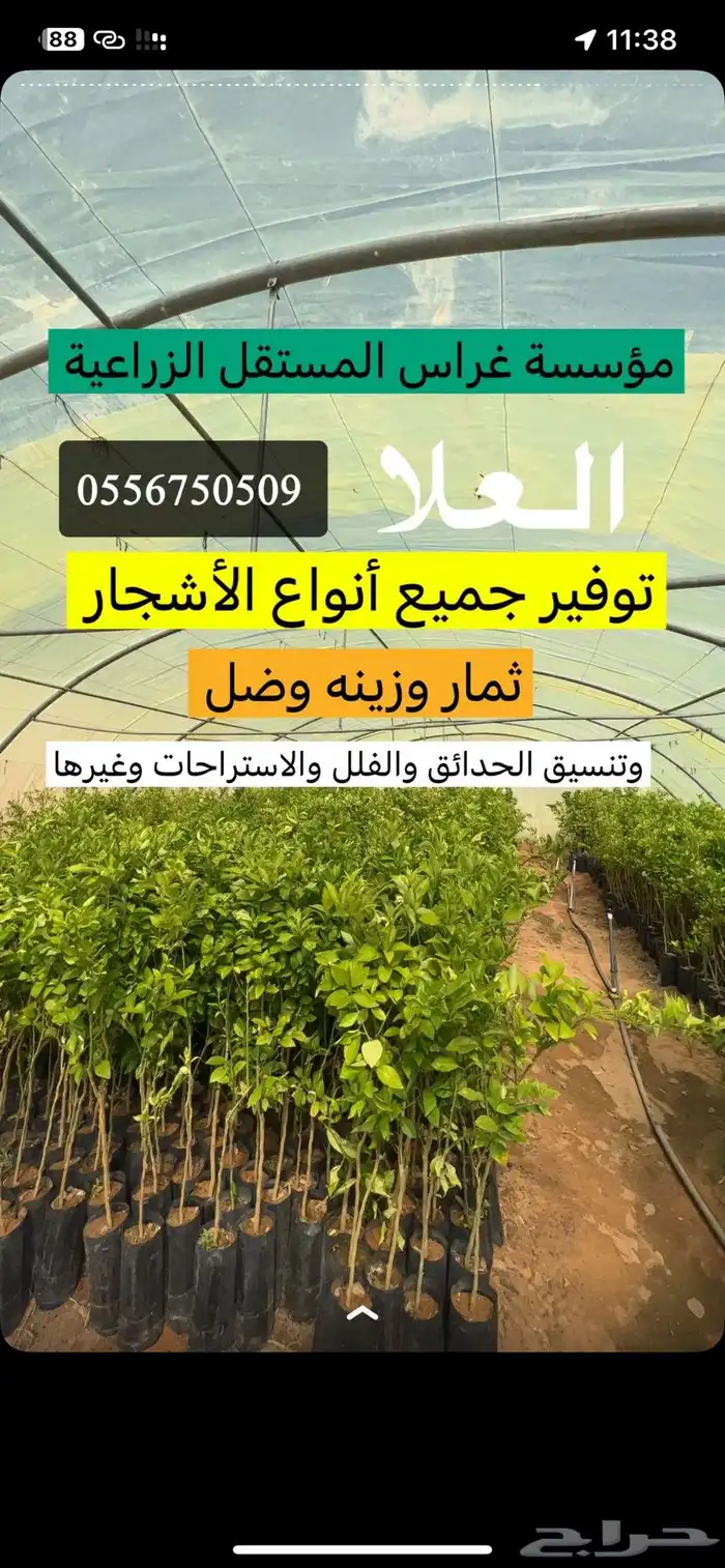 العلا 2