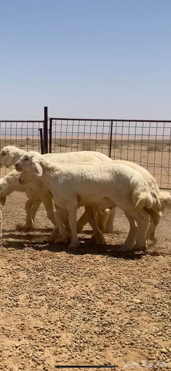 بهم حري خرفان تم تم اللبيع 0